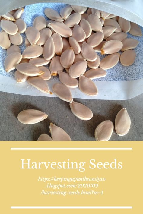 How To Dry Pumpkin Seeds To Replant, Fall Sowing Seeds, Harvesting Seeds, Saving Seeds, Squash Seeds, Black Thumb, Growing Pumpkins, Pumpkin Farm, Pumpkin Leaves