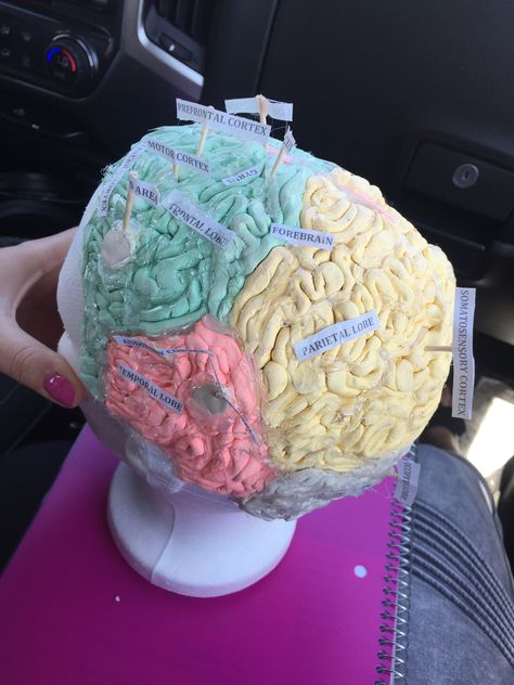 Ap Psych Brain Project, Clay Brain Model, 3d Brain Project, Brain Model Project, Diy Brain Model, Brain Model Project Diy, Brain Project Model Psychology, Science Project Working Model, Ap Psych