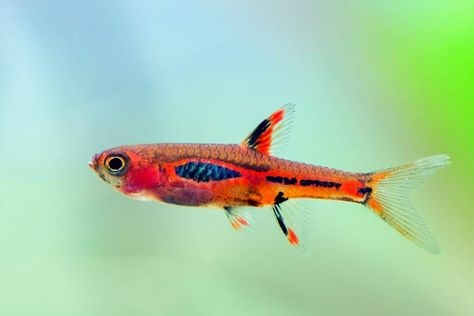 Fish For 10 Gallon Tank, Chili Rasbora, Fish For Beginners, Best Aquarium Fish, Common Goldfish, Schooling Fish, Neon Tetra, Community Tanks, Fishing For Beginners