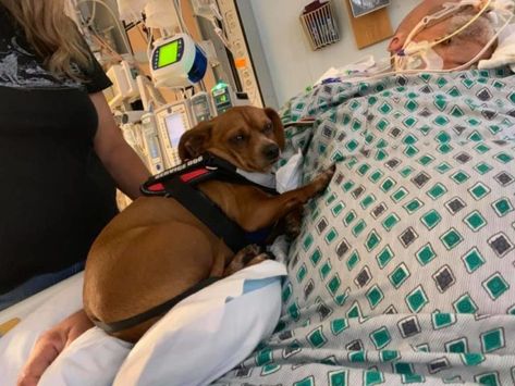 Loyal Dog Lays By His Sick Owner’s Side Until The Very End Dog Crying, Until The Very End, Sick Dog, Dachshund Mix, Hospital Bed, Loyal Dogs, Dog Stories, In Hospital, Losing A Dog