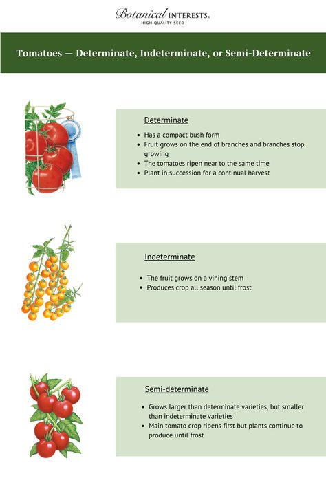 Determinate, indeterminate, and semi-determinate tomato varieties. What's the difference? This cheat sheet can help you #knowbeforeyougrow Indeterminate Tomatoes, Heat Tolerant Plants, Botanical Interests, Tomato Varieties, Determinate Tomatoes, Grow Tomatoes, Tomato Garden, Juicy Tomatoes, Tomato Seeds