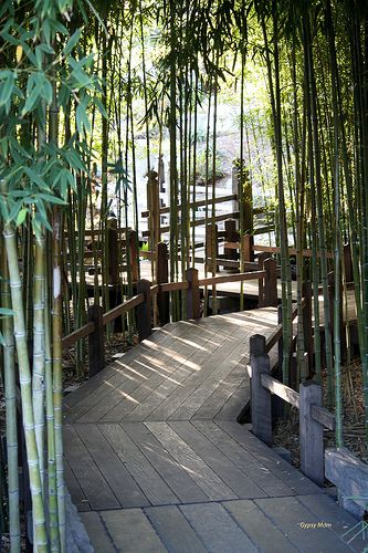 bamboo lined walkway Huntington Library, Koi Ponds, Jogging Track, Tropical Architecture, Asian Garden, Garden Walkway, Free Plants, Tropical Rainforest, Tropical Houses