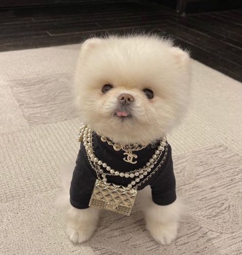 Mini Pomeranian, Puppy Pomeranian, Dog Mommy, Designer Dogs, Cute Dog Clothes, Mini Dogs, Teacup Puppies, Pomeranian Dog