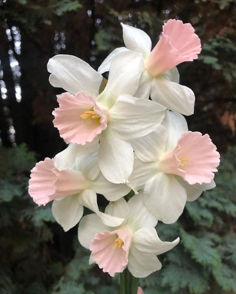 BJM Studio Specialty Flowers | Little Daffodil beauties from my collection in a true shade of pink. Please see my stories to better appreciate the color. #daffodil… | Instagram Flower Bouquet Daffodils, Daffodil Aesthetic, Daffodils Aesthetic, Pink Daffodils, Bouquet Of Daffodils, Flowers Reference, Flowers In Nature, Daffodils Flowers, Daffodil Bouquet