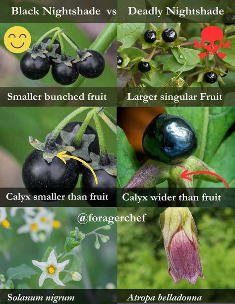 What Are Nightshade Vegetables, Black Nightshade Plant, Nightshade Berries, Enchanters Nightshade Flower, Poisonous Berries, Purple Dead Nettle Vs Henbit, Belladonna Flower, Nightshade Flower, Nightshade Plant