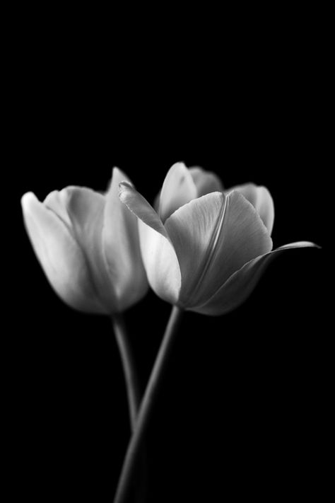 Tulips Black And White, Tulips Black, Unique Framing, Portfolio Art, Artfully Walls, Artist Wall, Gallery Walls, White Tulips, Pink Wallpaper Iphone