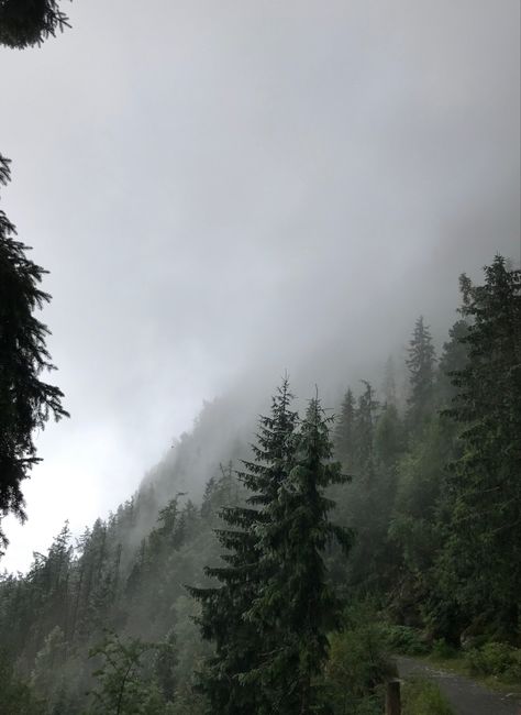 Foggy Trees Aesthetic, Smokey Forest Aesthetic, Rain In The Forest Aesthetic, Foggy Rainy Forest Aesthetic, Rain Fog Aesthetic, Cloudy Forest Aesthetic, Calm Forest Aesthetic, Foggy Rain Aesthetic, Foggy Woods Aesthetic