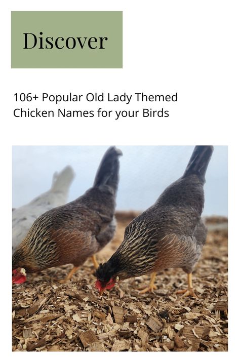 Typically, people raise hens as they produce eggs in addition to a variety of other benefits. For your convenience we have put together a carefully curated list of our favorite old lady themed chicken names, some of which we have used ourselves. Raising Chicks, Baby Chickens, Old Lady, In Addition, Chickens Backyard, Put Together, Benefits, Birds, Chicken