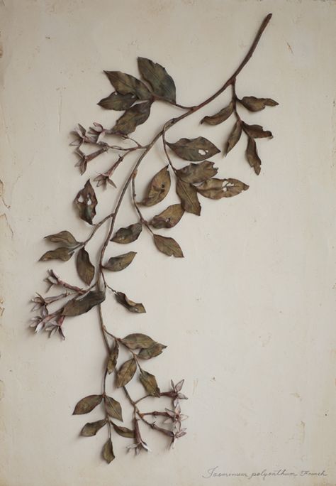 Dry Leaves Aesthetic, Jasminum Polyanthum, Dry Plants, Dry Leaf, Botanical Drawings, Flowers And Leaves, Botanical Illustration, Botanical Art, Botany