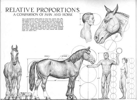 It is the compilation of hundreds of pieces of information and measurements turned into drawings comparing man to the horse and other drawings of the horse in motion. Description from figure-drawings.com. I searched for this on bing.com/images Horse Anatomy, Horse Sketch, Horse Drawing, Horse Drawings, Horse Sculpture, Anatomy Drawing, Equine Art, Anatomy Reference, Drawing Lessons