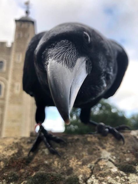 Crow Aesthetic, Pet Raven, Crow Pictures, Jackdaw, Crows Ravens, Pretty Animals, Silly Animals, Mystical Creatures, Pretty Birds