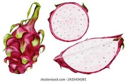 Dragon Fruit Illustration, Dragon Fruit Drawing, Dragon Fruit Vector, Fruits Watercolor, Fruit Doodle, Watermelon Illustration, Fruit Sketch, Fruit Art Drawings, Watercolor Food Illustration