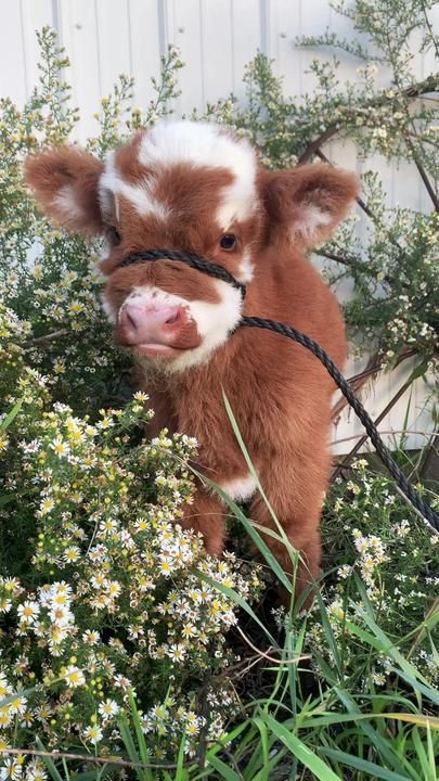 Holstine Cows, Cows Fluffy, Fluffy Cow, Pet Cows, Garden Fashion, Regnul Animal, Cutee Animals, Baby Highland Cow