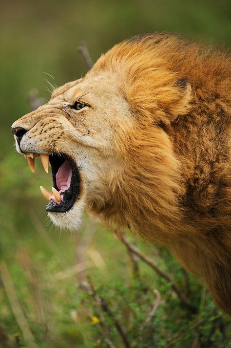 big-catsss: “ Portrait of Lion (Panthera leo nubica) pride male baring teeth, with wind-blown mane, Masai Mara, Kenya by Elliott Neep ” Pencil Colours, Masai Mara Kenya, Lion Sketch, Panthera Leo, Lion Photography, Lions Photos, Beautiful Lion, Lion Wallpaper, Theme Nature