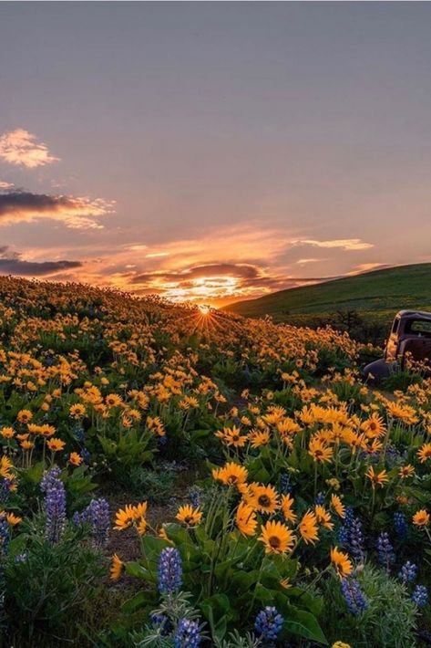 sunset view flowers Sunset Flowers, Cute Horse Pictures, Pretty Skies, Nature Scenery, Sun Rise, Fairy Queen, Winter Sunset, Sunset View, Pretty Sky