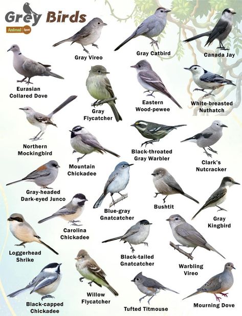 Gray Birds – Facts, List, Pictures Bird Habitat, Nature Guide, Backyard Birds Watching, Backyard Birds Sanctuary, Spirit Animal Meaning, Pig Breeds, Bird Facts, Bird Identification, Bird Care