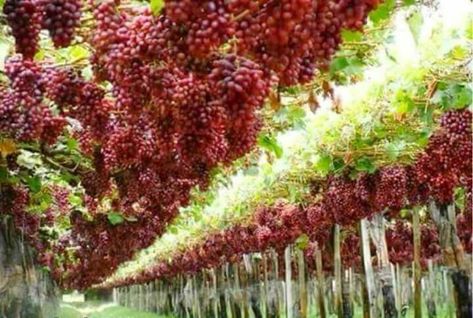 Take you where it is so beautiful ! . Blooming Harvesting Of Grape fruitz .....Vineyard. Grape Vine Decor, Grape Orchard, Raised Garden Designs, Al Kahfi, Vine Trellis, Vegetable Harvest, Vertical Farming, Chicago Architecture, Greenhouse Gardening