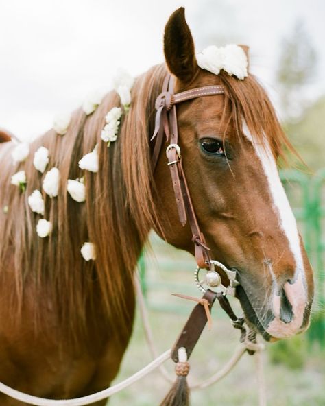 Even the horses got dolled up for this wedding at @clazyuranch! So excited to be heading back to this incredible place for a special wedding celebration next year. Event Planning & Floral Design | #bybelloevents Photo | @rachelhavel Venue | @clazyuranch #bybelloevents #aspenweddingplanner #aspenweddings #aspenweddingvenue #coloradobrides #westernwedding #rockymountainbride #bridetobe2025 #fallweddings #weddingtrends #personalizedweddings #weddingdetails #weddingmoments #luxurywedding #l... Horse Arena Wedding, Wedding Horse, Outdoor Country Wedding, Horse Arena, Horse Wedding, Mountain Bride, Wildflower Wedding, Western Wedding, Wedding Moments