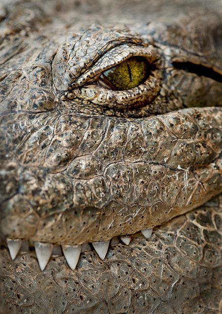 Scary Crocodile smiling. What a great post! We just absolutely love animals. Whether it's a dog, cat, bird, horse, fish, or anything else, animals are awesome! Don't you agree? -- courtesy of www.canoodlepets.com Regard Animal, Crocodile Tears, Crocodiles, Reptiles And Amphibians, Amphibians, 그림 그리기, Beautiful Creatures, Animal Kingdom, Animal Photography