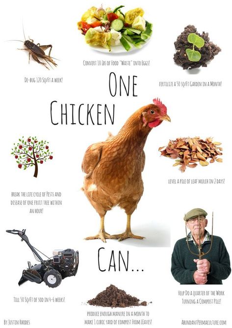 Chickens have many contributions to your homestead. Reban Ayam, Leaf Mulch, Chicken Poster, Prairie Homestead, Backyard Chicken Farming, Chicken Garden, Keeping Chickens, Backyard Chicken Coops, Mini Farm