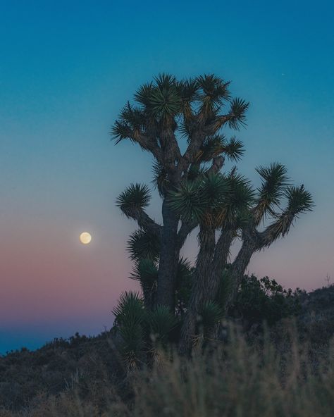 A full moon basking in the sunset Fun fact that tree is considered a Yucca Tree The proper name being Yucca Brevifolia Keys views Joshua Tree | Summer 24 📸: @canonusa EOS R + 70-200mm . . . . . #joshuatree #joshuatreenationalpark #fullmoon #sunsetphotography #photographyeveryday #california #desertphotography #landscapephotography #landscape_lovers #eosr #wallpaper Joshua Tree Landscape, Yucca Tree, Desert Photography, Iphone Layout, Joshua Tree National Park, Summer 24, Landscape Trees, Joshua Tree, The Sunset