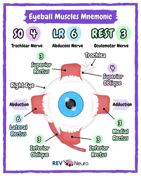 Sound on! Join the army of the living who study everyday and read more below ⤵️ More practice, more notes & more creativity is waiting for you only 👉🏼 @rev.neuro & @rev.med ✅ Mnemonic ‘SO4 LR6 REST3⁣⁣’ 👁 SO4 = SO (superior oblique muscle) and number 4 for Cranial Nerve, Trochlear Nerve.⁣⁣⁣ ⁣⁣👁 LR6 = LR (lateral rectus muscle) and number 6 for Cranial Nerve, Abducens Nerve 👁 And that is all you need to know because the REST are all 3rd Cranial Nerve, Oculomotor Nerve. ⁣✅ 6 Muscles of Eye... Oculomotor Nerve, Study Everyday, Cranial Nerves Mnemonic, Join The Army, Human Skeleton Anatomy, Skeleton Anatomy, Limbic System, Brain Anatomy, Cranial Nerves