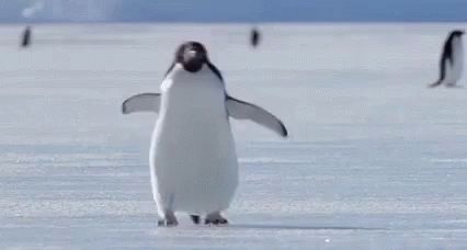 Penguin Walk GIF - Penguin Walk Run - Discover & Share GIFs Penguin Gif, Nod Gif, Bye Gif, Sunday Gif, Hi Gif, Penguin Walk, Walking Gif, Walking Animation, Running Gif