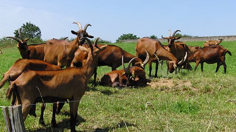 Swiss Goat Breeds Toggenburg Goat, Backyard Goats, Nigerian Goats, Alpine Goats, Goat Care, Goat Yoga, Red Bluff, 135 Lbs, Dairy Goats