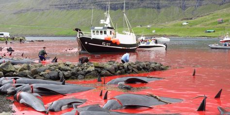 Faroe Island, Pilot Whale, Kingdom Of Denmark, Sea Shepherd, World Of Darkness, Sea Dragon, Faroe Islands, Hunting Season, Wildlife Conservation