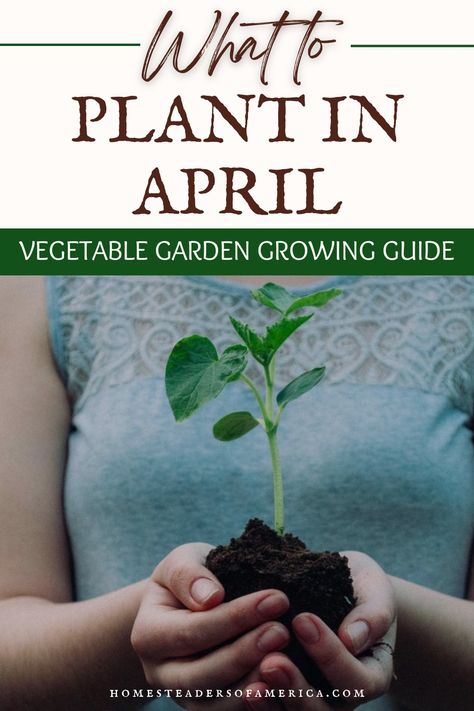 What to Plant in April: Vegetable Garden Growing Guide - Homesteaders of America What To Plant In April, Heat Tolerant Plants, Vegetables To Plant, Spring Gardens, Succession Planting, Garden Growing, Spring Weather, Seed Packets, Growing Herbs