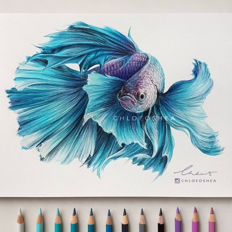 Design Stack: A Blog about Art, Design and Architecture: Realistic Wind Animal Drawings Siamese Fish, Art Crayon, Fish Drawings, Purple Art, Color Pencil Art, Color Pencil Drawing, Realistic Drawings, Holiday Art, Fish Art