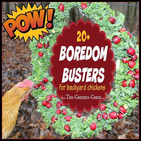 Chicken Boredom, Raising Turkeys, Chicken Toys, Chicken Health, Chicken Treats, Backyard Flocks, Chicken Chick, Keeping Chickens, Chicken Lady