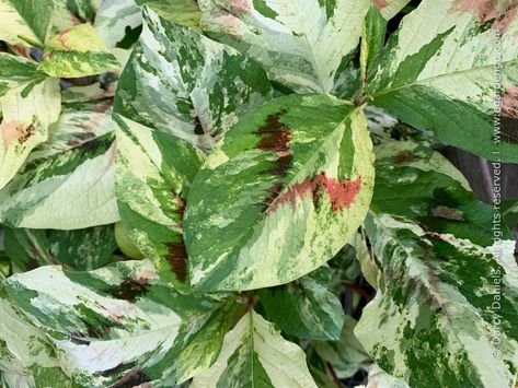 Persicaria virginiana 'Painter's Palette' Painters Palette Plant, Persicaria Virginiana, Wet Garden, Patio Redo, Woodland Gardens, Succession Planting, Shade Gardens, Painters Palette, Specimen Trees