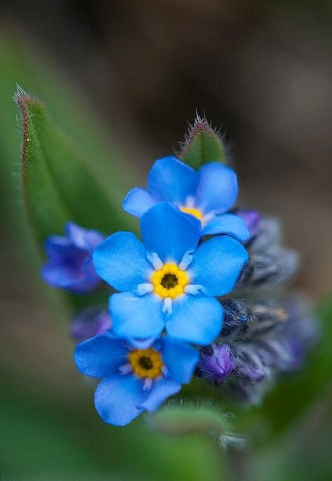 Alaska Forget Me Not (State flower) Macro Flower, Alzheimers, Exotic Flowers, Forget Me Not, Types Of Flowers, Beautiful Blooms, Mulan, Flower Pictures, Flower Tattoos