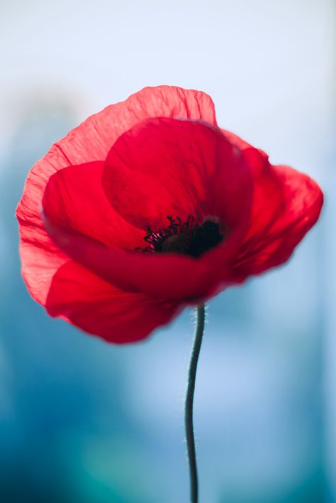 Poppy Photo, Foto Macro, Poppies Tattoo, Watercolor Poppies, Red Poppy, Nature Tattoos, Poppy Flower, Red Flower, Flowers Nature