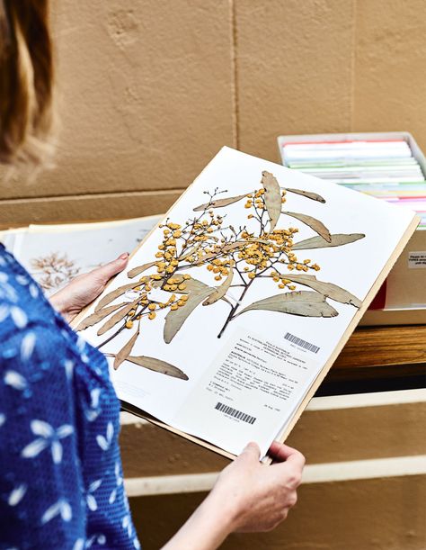 Preserving Plants Forever At Royal Botanic Gardens Victoria - The Design Files | Australia's most popular design blog. How To Preserve Plants, Herbarium File, Herbarium Ideas, Plant Press, Popular Science Books, Museum Display, Royal Botanic Gardens, Dried Flower Wreaths, Australian Flora