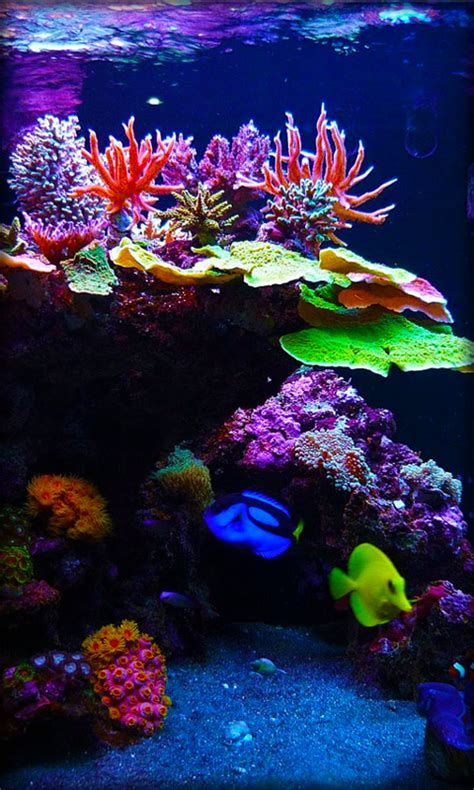 [44+] Aquarium Live Wallpaper For PC On WallpaperSafari Aquarium Wallpaper, Wallpaper For Android Phone, Coral Reef Photography, Reef Tank Aquascaping, Saltwater Aquarium Setup, Nano Reef Tank, Coral Aquarium, Aquarium Live Wallpaper, Saltwater Aquarium Fish