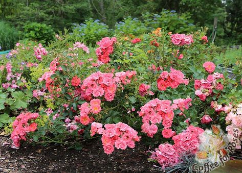 Low growing roses fit in many gardens. Try Flower Carpet and Drift. These are Coral Drift. Coral Drift Rose Landscape, Coral Drift Rose, Rosé Stay, Walkway Garden, Colorful Shrubs, Drift Roses, Low Growing Shrubs, Hydrangea Landscaping, Ground Cover Roses