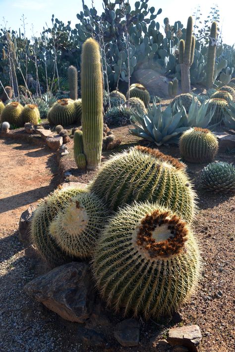 Cactus Country Victoria, Cactus Country, Cactus Gardens, Cactus Garden, Cacti And Succulents, Cactus Plants, Alaska, Cactus, Cowboy