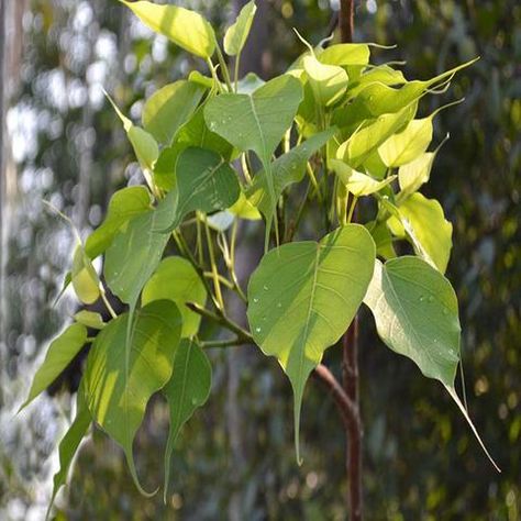 The properties of the Peepal tree have been told in many old Ayurvedic texts that the use of Peepal improves the color, provides relief from wounds, swelling, pain. Pipal Tree, Peepal Tree, Cork Tree, Sick Remedies, Home Health Remedies, Natural Teeth Whitening, Tree Seeds, Unique Trees, Homemade Remedies