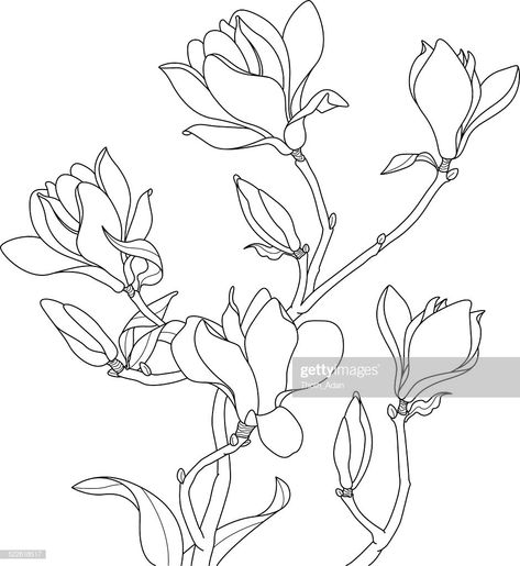 Vector Art : Magnolia blossoms drawing Magnolia Blossom, Flower Sketches, Magnolia Flower, Vector Drawing, Plant Art, Free Vector Art, Fabric Painting, Botanical Art, 그림 그리기