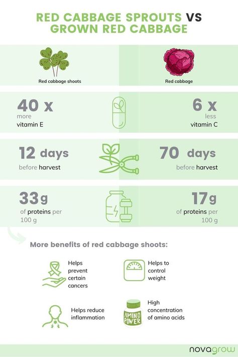 Red cabbage microgreens has way more benefits than a mature vegetable! Red Cabbage Microgreens, Red Cabbage Benefits, Improve Nutrition, Newborn Feeding, Cabbage Leaves, More And Less, Red Cabbage, Growing Vegetables, Fresh Herbs