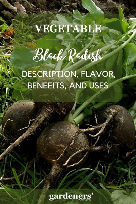 Black Radish: Description, Flavor, Benefits, And Uses Radish Benefits, Radishes Benefits, Black Radish, Garden Guide, Love Garden, Radishes, Planting Vegetables, Health Benefits, Benefits