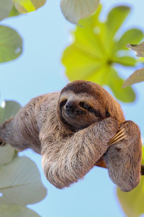 Sloth Reference Photo, Sloths Aesthetic, Diy Puppy Food, Baby Food Dog Treats, Recipes For Dog Treats, Home Made Dog Treats Recipe, Food Recipes For Dogs, Sloth Aesthetic, Puppy Treats Homemade