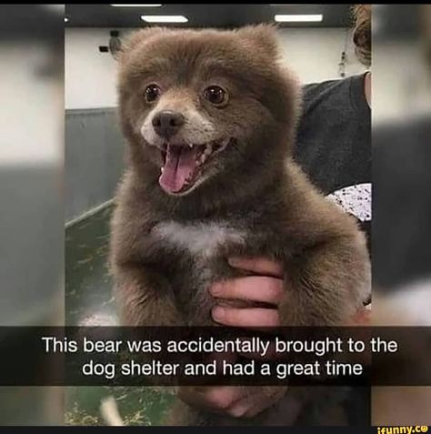 Tap to see the meme Bear Memes Funny, Excited Animals, Hugs And Cuddles, Funny Tumblr, Tumblr Post, Memes Of The Day, Joke Of The Day, Fresh Memes, What Do You See