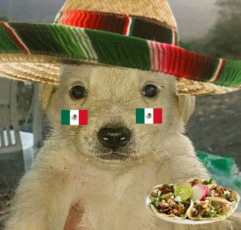 Jotchua alto mexicano Mexico Reaction Pic, Mexican Pride Aesthetic, Mexico Profile Picture, Mexican Reaction Pics, Pfp Mexican, Mexico Icon, Mexico Background, Mexican Pfp, Mexican Animals