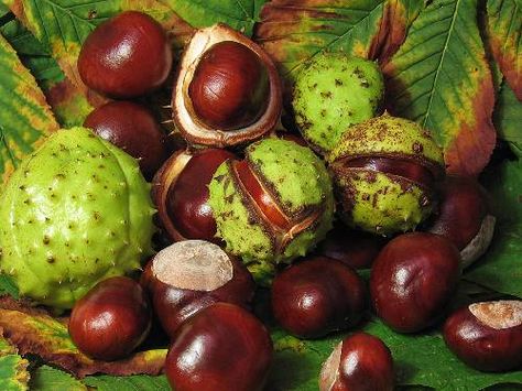 Conkers-- I never knew that was a British term until we moved back to the states and no one knew what I was talking about Horse Chestnut Benefits, Horse Chesnut, Spider Repellent, Plantarea Legumelor, Water Retention Remedies, Horse Chestnut Trees, Varicose Vein Remedy, Horse Chestnut, Chestnut Trees