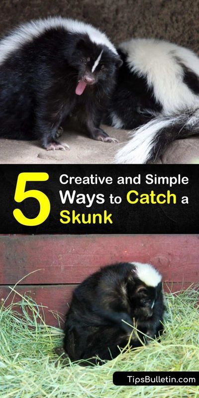 Learn the best bait to lure a critter like a skunk or a raccoon into a live trap. Baiting a skunk is simple when you use peanut butter, marshmallows, cat food, or insect larvae. Once you have a… Skunk Trap, Getting Rid Of Skunks, Get Rid Of Squirrels, Skunk Spray, Skunk Smell, Diy Bug Spray, Animal Traps, Garden Photography, Animal Control