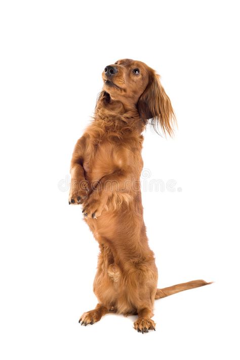 Dogs Standing Up, Dog Reference Poses, Dog Poses Reference, Begging Pose, Dachshund Photography, Dog Reference, Animal Poses, Dogs Walking, Daschund Dog