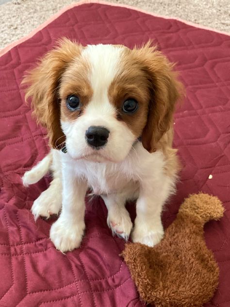 Teacup Cavalier King Charles Spaniel, King Charles Spaniel Puppy, Calvier King Charles Spaniel, Caliver King Charles Spaniel, Cavalier King Charles Spaniel Puppy, Teacup Pug, Every Dog Breed, Cavalier King Charles Dog, King Charles Cavalier Spaniel Puppy